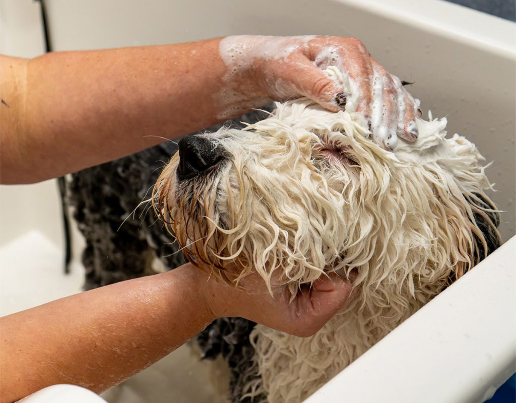 Dog being bathed in a For the Love of Dog salon