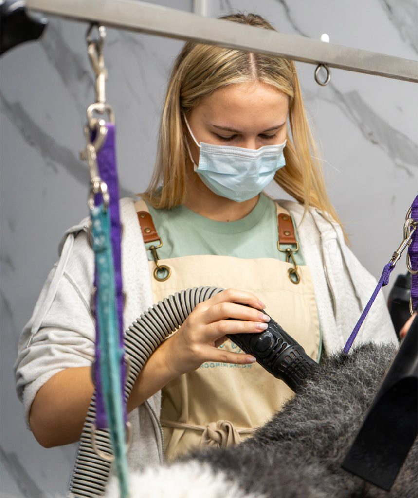 Dog being groomed in a For the Love of Dog salon