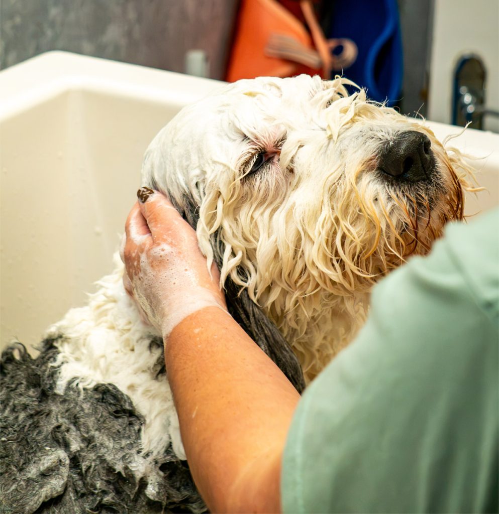 Dog being bathed in a For the Love of Dog salon