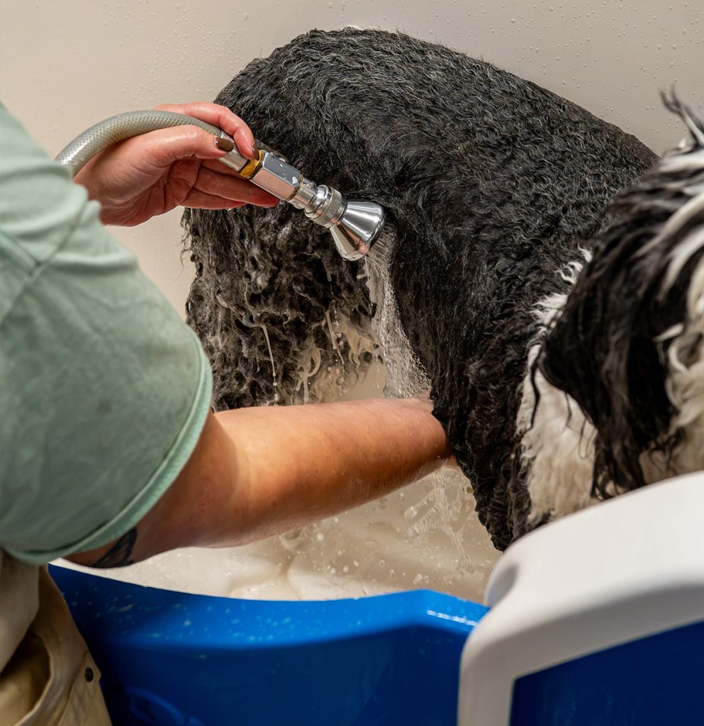 Dog being bathed in a For the Love of Dog salon
