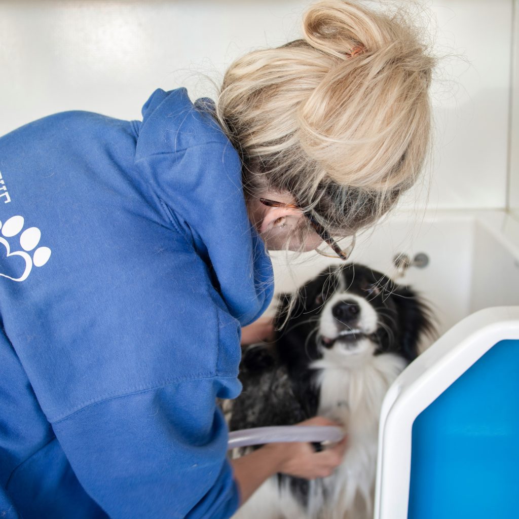 Dog Grooming Poole 