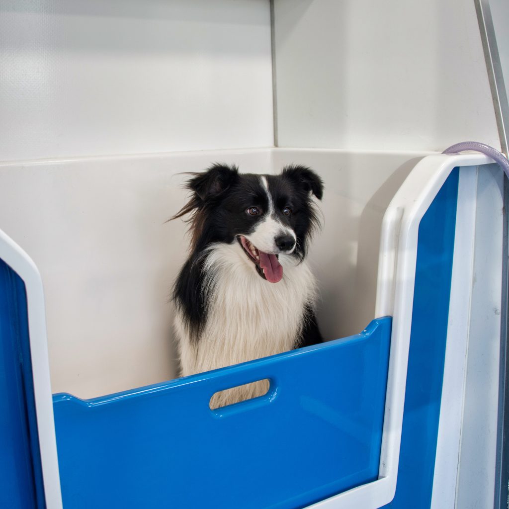 Dog Groomers Poole