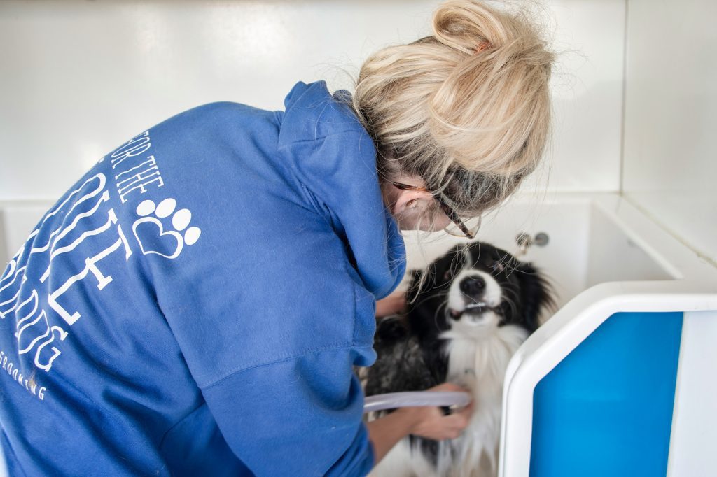dog grooming poole 