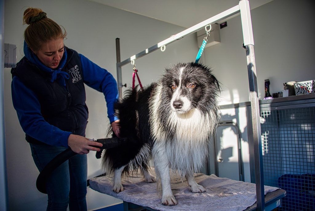 dog groomers near me 