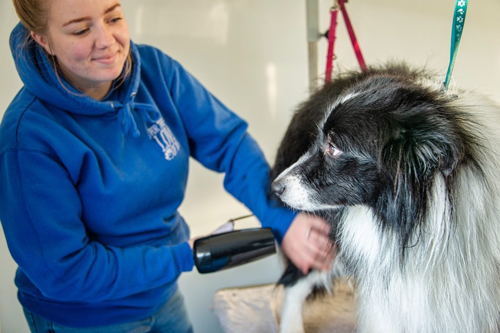 Dog Grooming Bournemouth