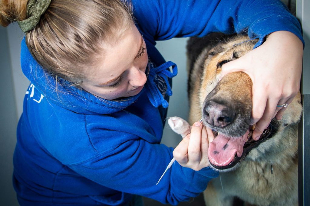 Dog Grooming Lymington