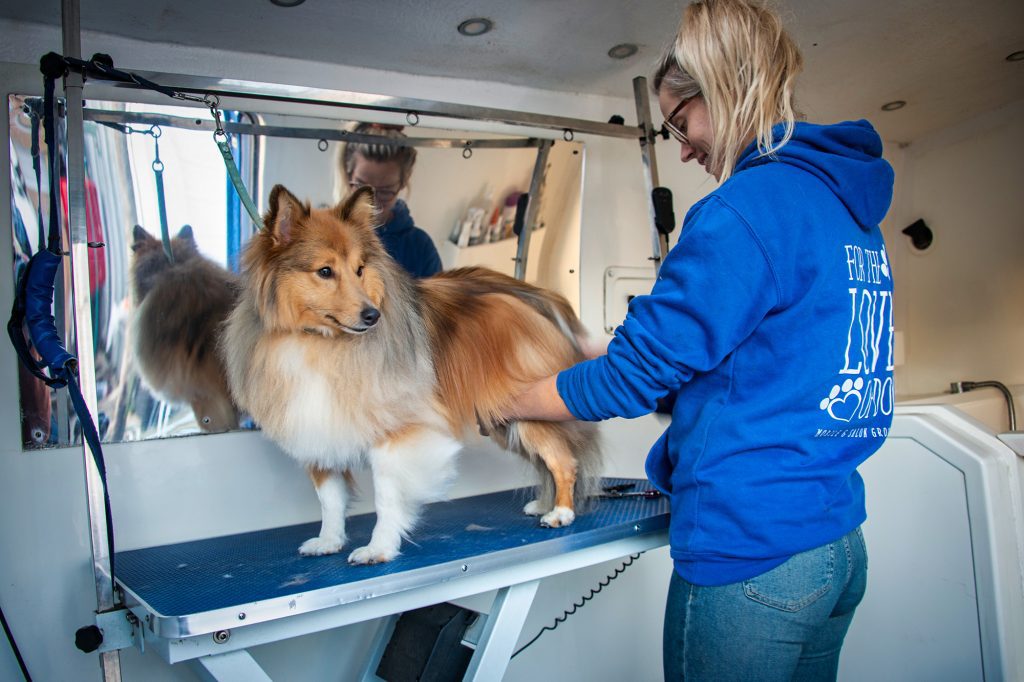 Dog groomers in Lymington 