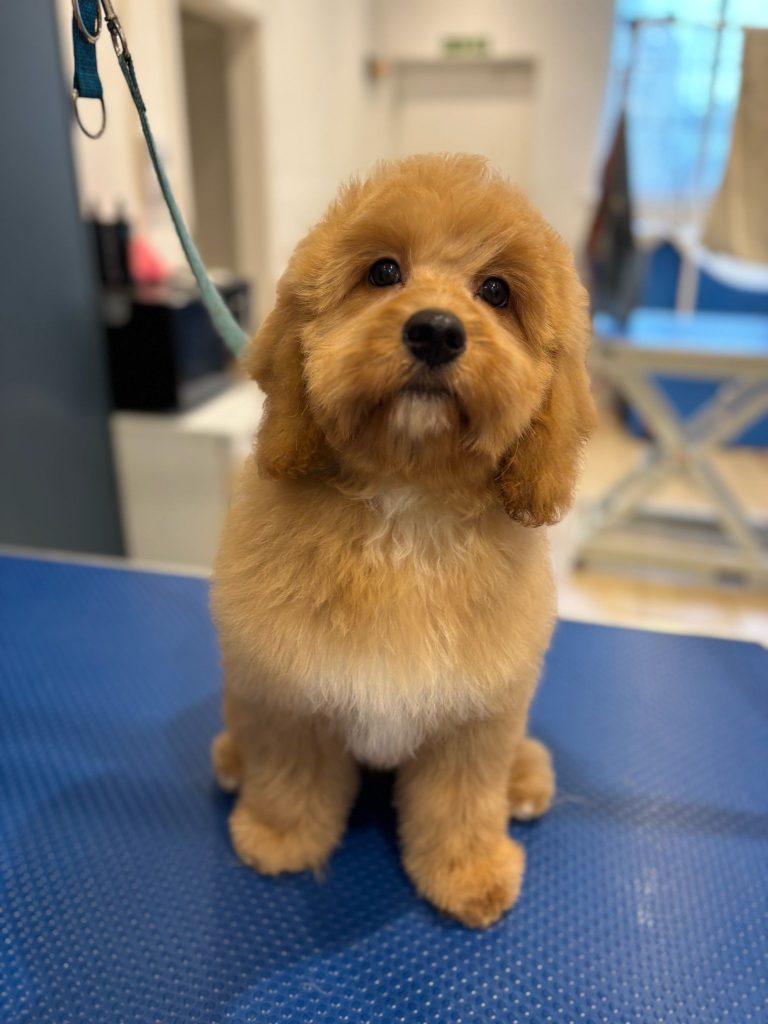 dog spa day 
