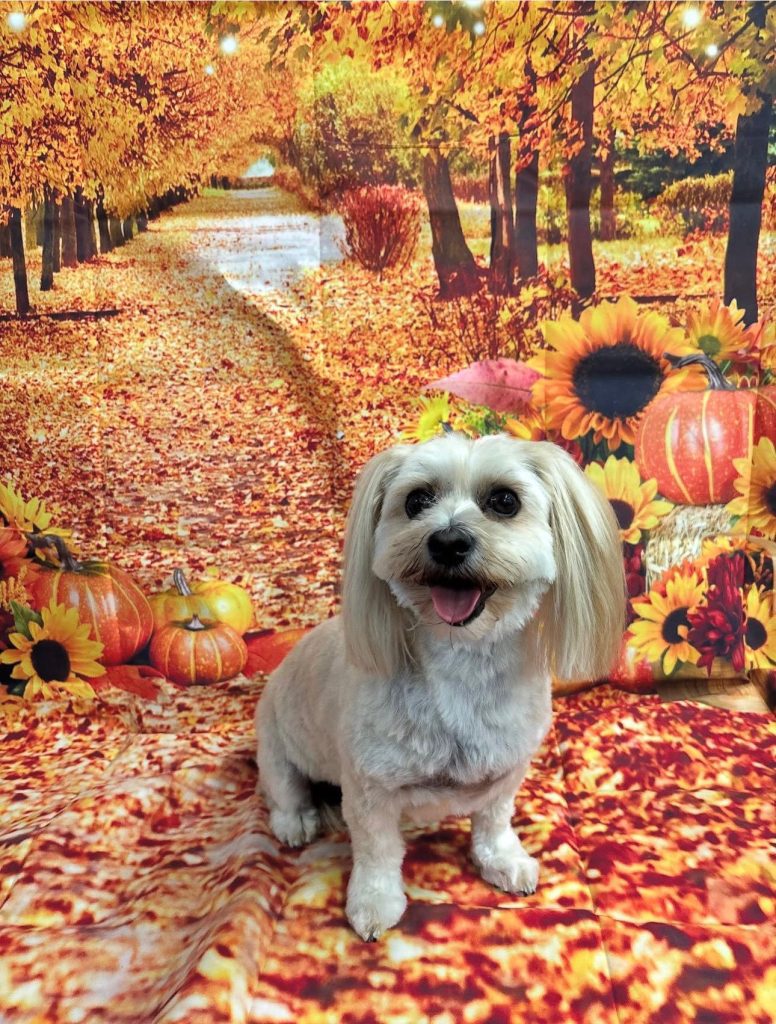 Discover For The Love of Dog salons in Poole, Lymington & Christchurch. Expert dog grooming, self-service wash, and stress-free care for every pup. -- dog groomers near me

dog grooming near me

dog groomers Ringwood (coming soon)

dog groomers Christchurch

dog groomers Lymington

dog groomers Poole

best dog groomers near me

dog hair cut near me

professional dog grooming services

self-service dog wash Lymington