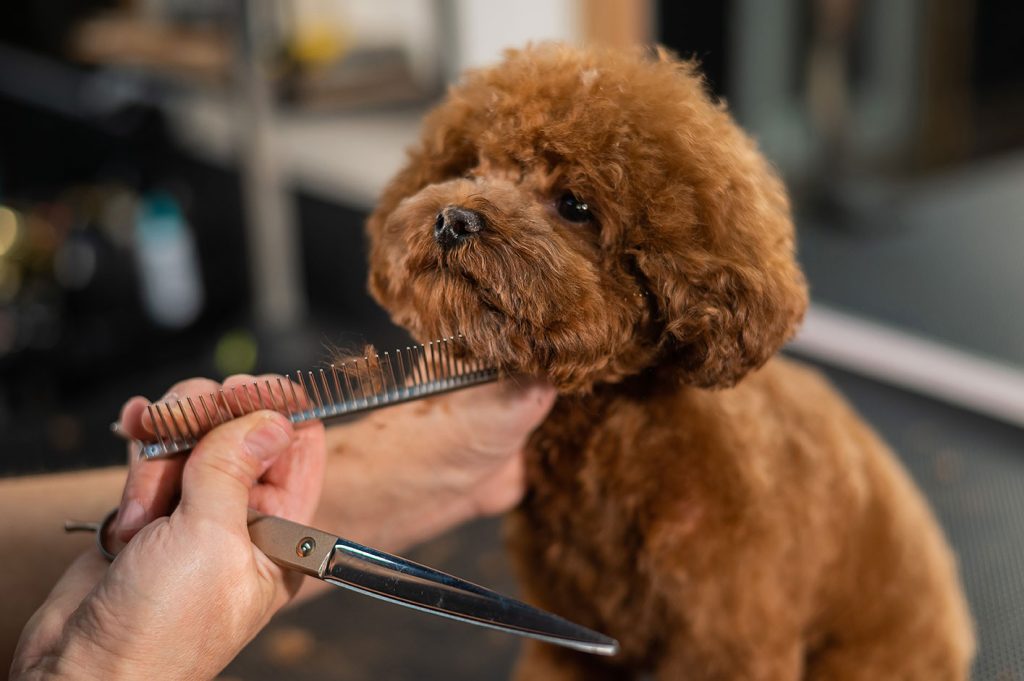 Puppy grooming in Dorset and Hampshire