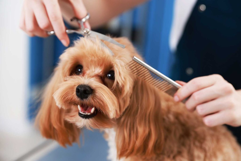 Puppy grooming in Dorset and Hampshire