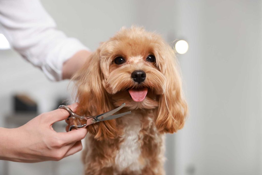 Puppy grooming in Dorset and Hampshire