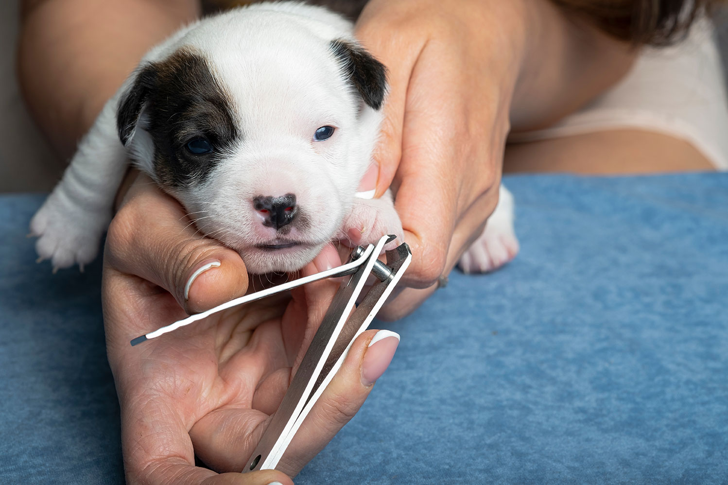 Dog Nail Clipping