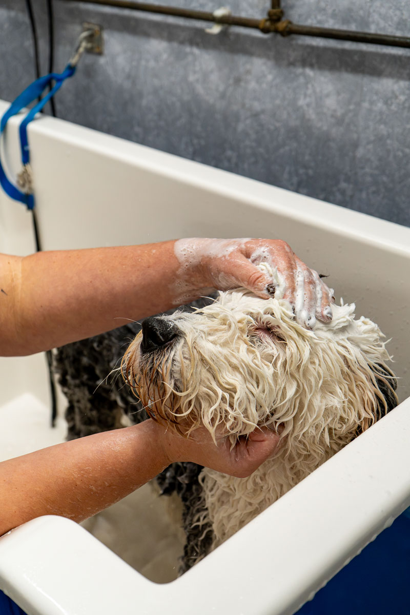 Dog being washed at a 4theloveofdog salon in Dorset and Hampshire.