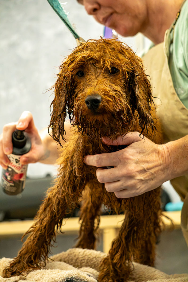 Dog being groomed at a 4theloveofdog salon in Dorset and Hampshire.