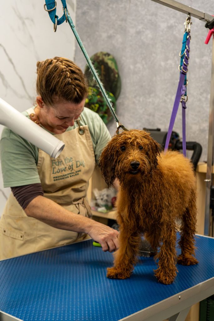 Dog groomed at a 4theloveofdog salon in Dorset and Hampshire.