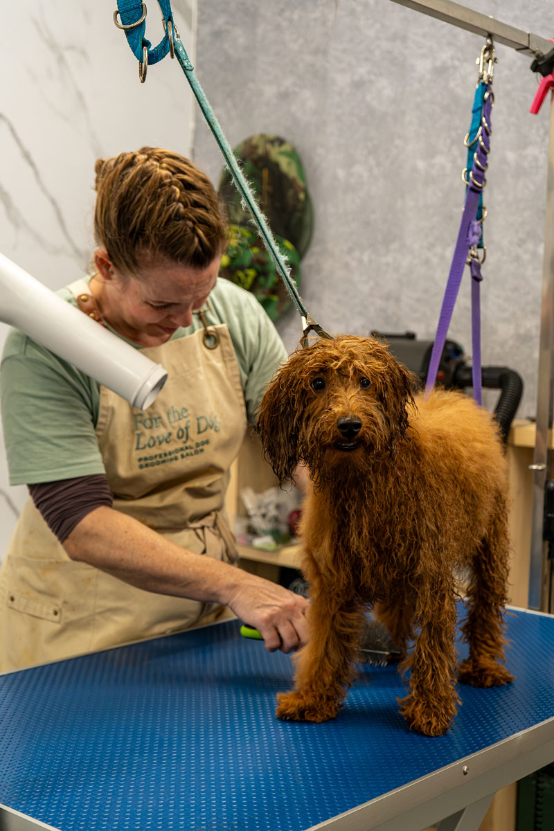 Dog groomed at a 4theloveofdog salon in Dorset and Hampshire.