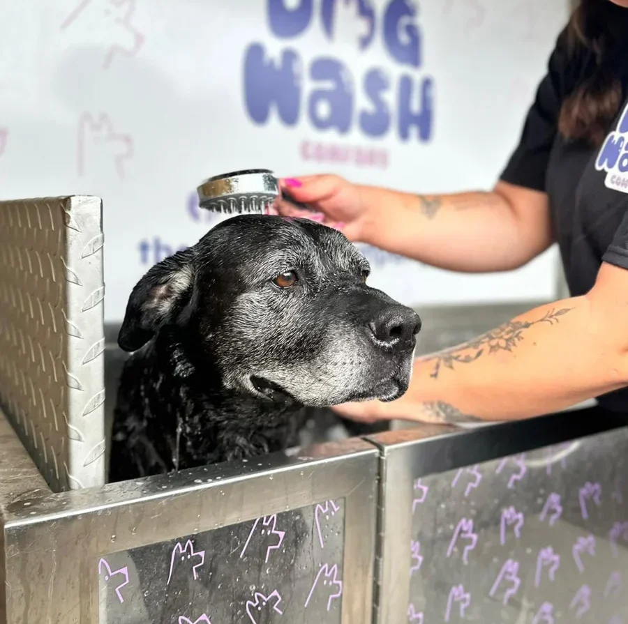 Dog being washed