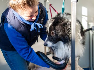 Professional dog grooming salon