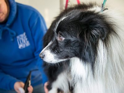 Dog grooming service